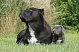 CANE CORSO 1280